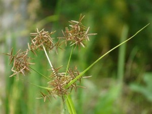 odomtokrema
