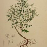 artemisia
