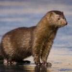 mink
