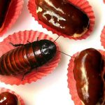 Chocolate Allergy