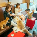 cat-cafe