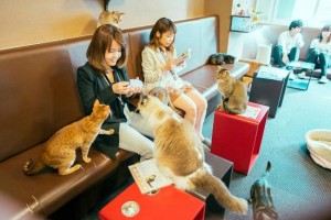 cat-cafe