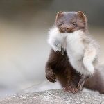 kastoria 2-mink