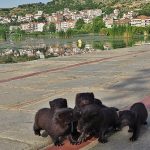 kastoria-mink