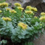 Rhodiola-Rosea
