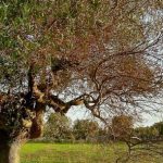 bacterium  Xylella fastidiosa