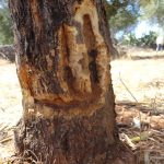 bacterium  Xylella fastidiosa2
