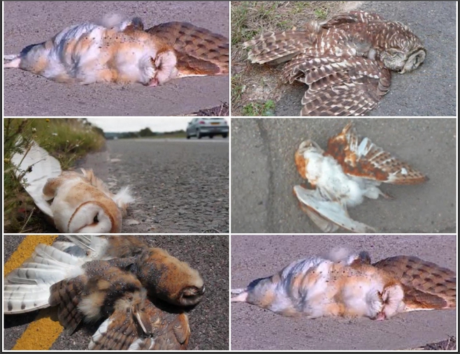 περιοχή των ΗΠΑ, όπου έγιναν έντονοι αεροψεκασμοί και μετά από λίγη ώρα βρέθηκαν στην περιοχή αυτή δεκάδες νεκρές κουκουβάγιες.