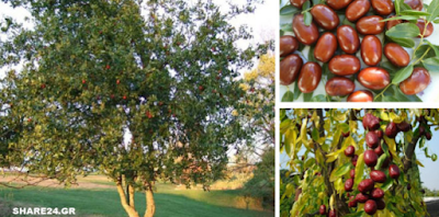 Μπορεί η ονομασία του να είναι περίεργη και να μην την έχετε ξανακούσει, αλλά τα οφέλη της τζιτζιφιάς είναι γνωστά χιλιάδες χρόνια τώρα.