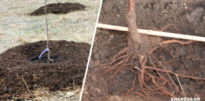 Η καλύτερη περίοδος για να φυτέψουμε τα οπωροφόρα δέντρα