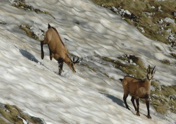 Σύμφωνα με στοιχεία που παρουσίασε ο βιολόγος Χαρητάκης Παπαιωάννου