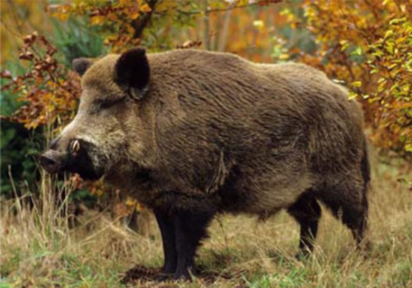 Όσο όμως ελεγχόμενη είναι η κατάσταση με τον αγριόχοιρο στα καρτέρια,