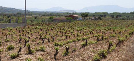 Δήλωση Συγκομιδής είναι παράνομη, παρά το γεγονός επίσης ότι αποτελεί προϋπόθεση για έγκριση Σχεδίων