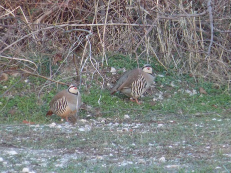 Το πρόγραμμα υλοποιείται από ομάδα επιστημόνων, με επικεφαλής τον Καθηγητή Βιολογίας Άγριας Πανίδας, Περικλή Μπίρτσα,