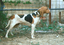 Σκύλος ιχνηλάτης για μικρό κυνήγι, άριστος για κυνήγι του λαγού, ιδιαίτερα στην πεδιάδα, αλλά και στα δάση.