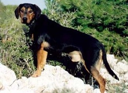 Ελληνικός Ιχνηλάτηςκαι είναι το κλασικό Ελληνικό κυνηγόσκυλο – ακριβέστερα, λαγωνικό.