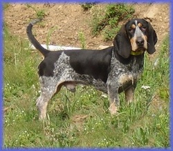 Γαλλικός σκύλος ιχνηλάτης με λείο τρίχωμα, μέσου ύψους, ειδικός για το κυνήγι του λαγού.