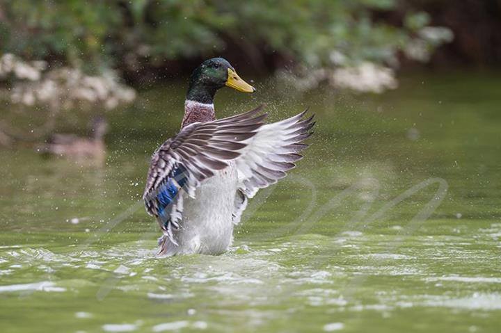 Τα υδρόβια πτηνά είναι από τα γρηγορότερα πουλιά και άριστα προσαρμοσμένα στη ζωή στο βάλτο