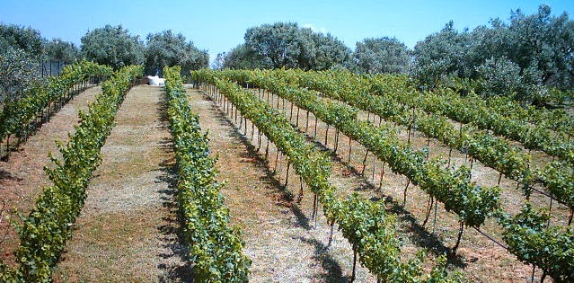 Ο τρύγος στην Κοζάνη, αλλά και σʼ όλη τη Δυτική Μακεδονία,