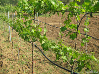 Το αμπέλι και η καλλιέργειά του ..Φύτευση και καλλιέργεια αμπελιού