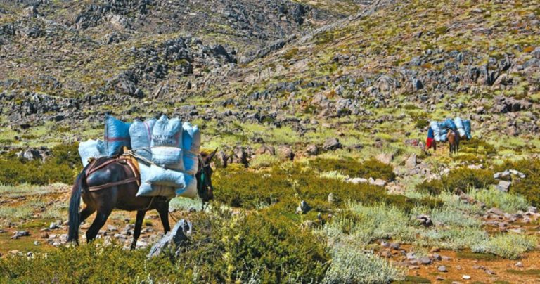 Ομάδες δεκάδων Αλβανών παράνομων εισέρχονται στην ορεινή περιοχή του Γράμμου, της Καστοριάς, στην  Πρέσπα  και την Ήπειρο και «εξαφανίζουν» στην κυριολεξία τεράστιες εκτάσεις με τσάι