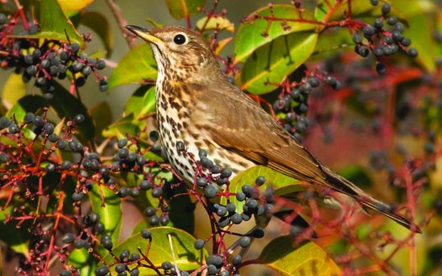 Κυνήγι της τσίχλας έλκει τους κυνηγούς περισσότερο στα «επιστρόφια