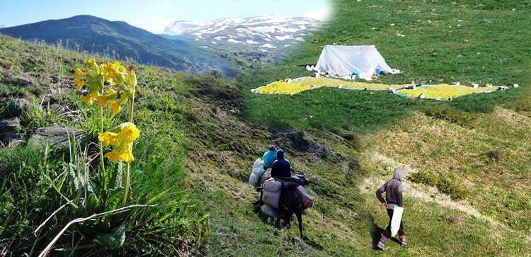 Η αλβανική μαφία του Γράμμου άρχισαν πάλι να λεηλατούν τα ελληνικά βουνά, συλλέγοντας το πανάκριβο αρωματικό και θεραπευτικό φυτό