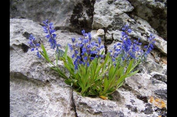 Η λατινική ονομασία του βοτάνου είναι POLYGALA amara (Πολύγαλα
