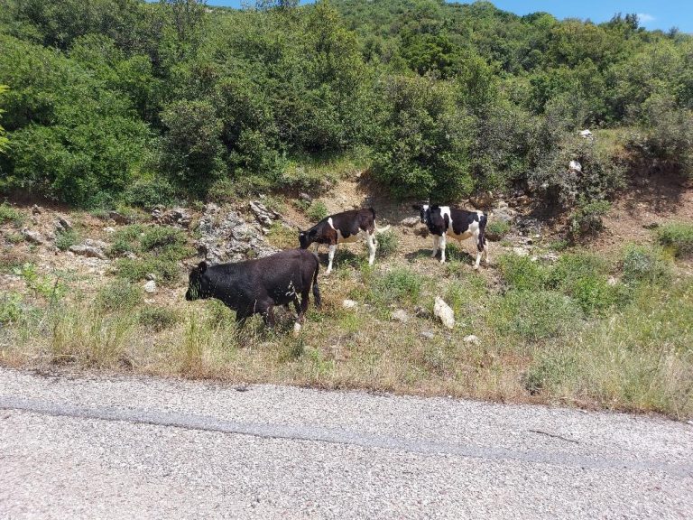 Ασθένειες Αιγοπροβάτων και Βοοειδών, Προβληματισμοί!!!