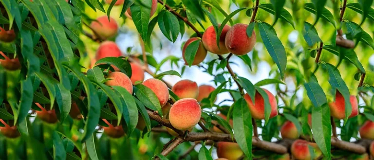 ΤΟ Υπουργείο Αγροτικής Ανάπτυξης και Τροφίμων Χωρίς σχεδιασμό στην γεωργική και ΤΗΝ – Κτηνοτροφική πολιτική…